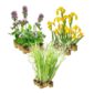 Piante elofite 2-3 m²