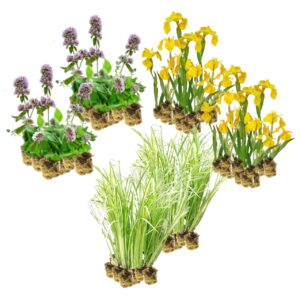 Helophyten Pflanzen 4–7 m²