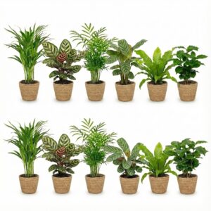 Luchtzuiverende Planten Zeegras 12