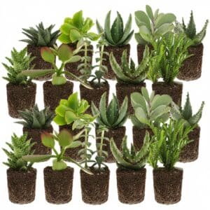 Mini plantes grasses 20