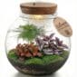 Terrarium végétal