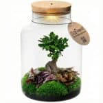 Bonsai in a Glass Pot - vdvelde.com