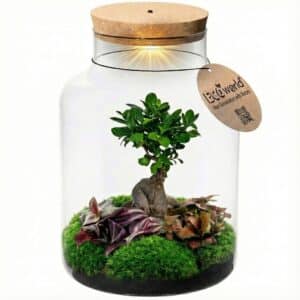 Bonsai em vaso de vidro