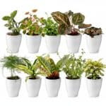 Mini Plantjes met Potjes 10