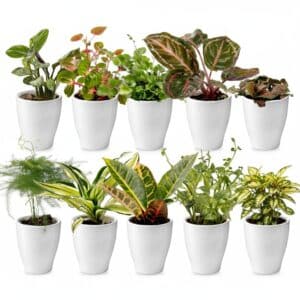 Mini plantas en macetas, 10 unidades
