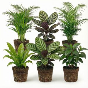 Plantes purificatrices d'air 6