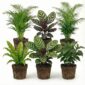 Luchtzuiverende Planten 6