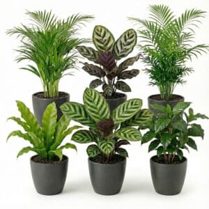 Plantes purificatrices d'air, anthracite 6