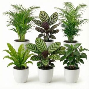 Plantes purificatrices d'air - Blanc 6