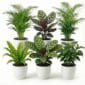 Luchtzuiverende Planten Wit 6