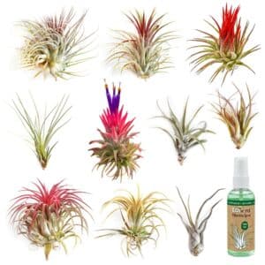 Luftplanter 10 Tillandsia