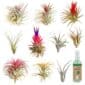Plantas aéreas 10 Tillandsia