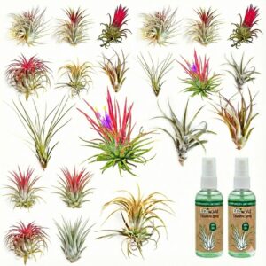 Air Plants 20 Tillandsia - vdvelde.com