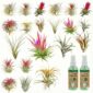 Plantas aéreas 20 Tillandsia