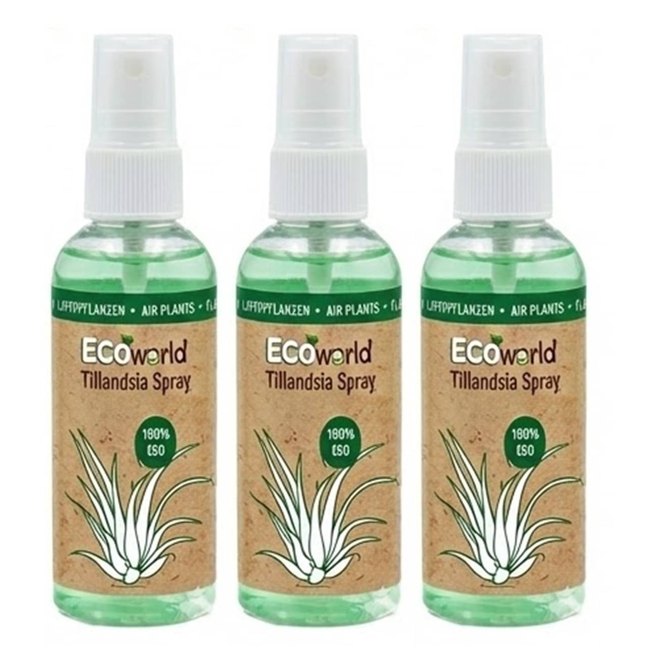 boom plant Boom Boom White