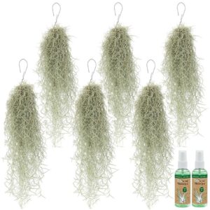 Spansk mos 6 Tillandsia usneoides