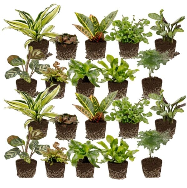 Mini-plantes 20 - vdvelde.com