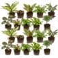 Mini-plantes 20