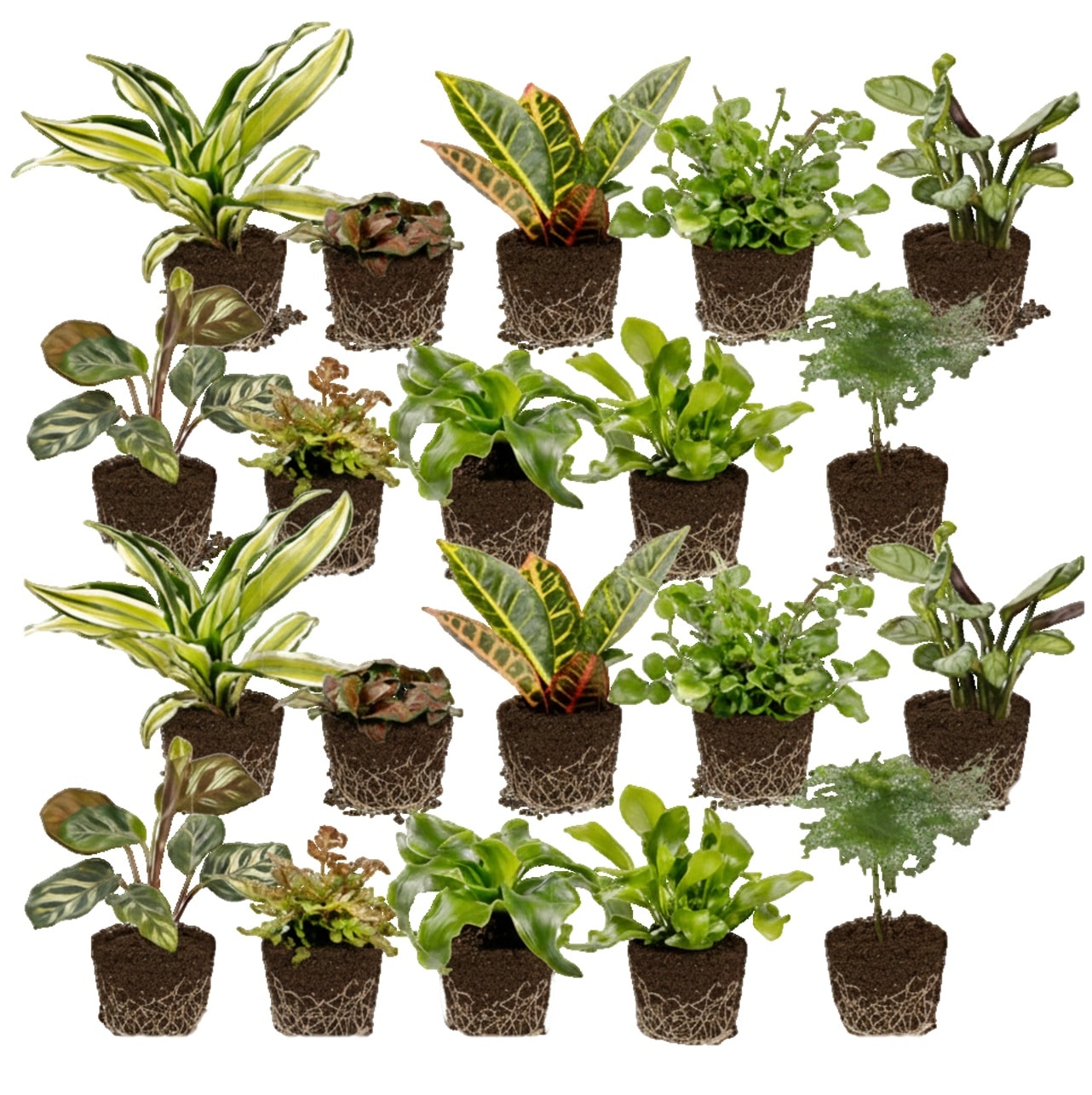 mm_miniplantsです Mini Plants 20 - vdvelde.com