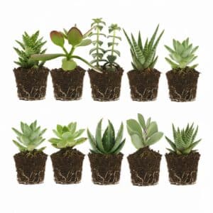 Mini plantes grasses 10