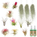 Plantas aéreas: 10 Tillandsia e 3 musgos espanhóis