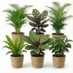 Luchtzuiverende Planten Zeegras 6