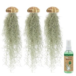Jelly Fish 3 – Meduza, Tillandsia usneoides, Jeżowiec