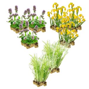 Helophyten Pflanzen 8–12 m²