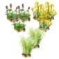 Piante elofite 8-12 m²
