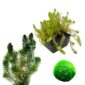 Paquete de plantas purificadoras de aire400
