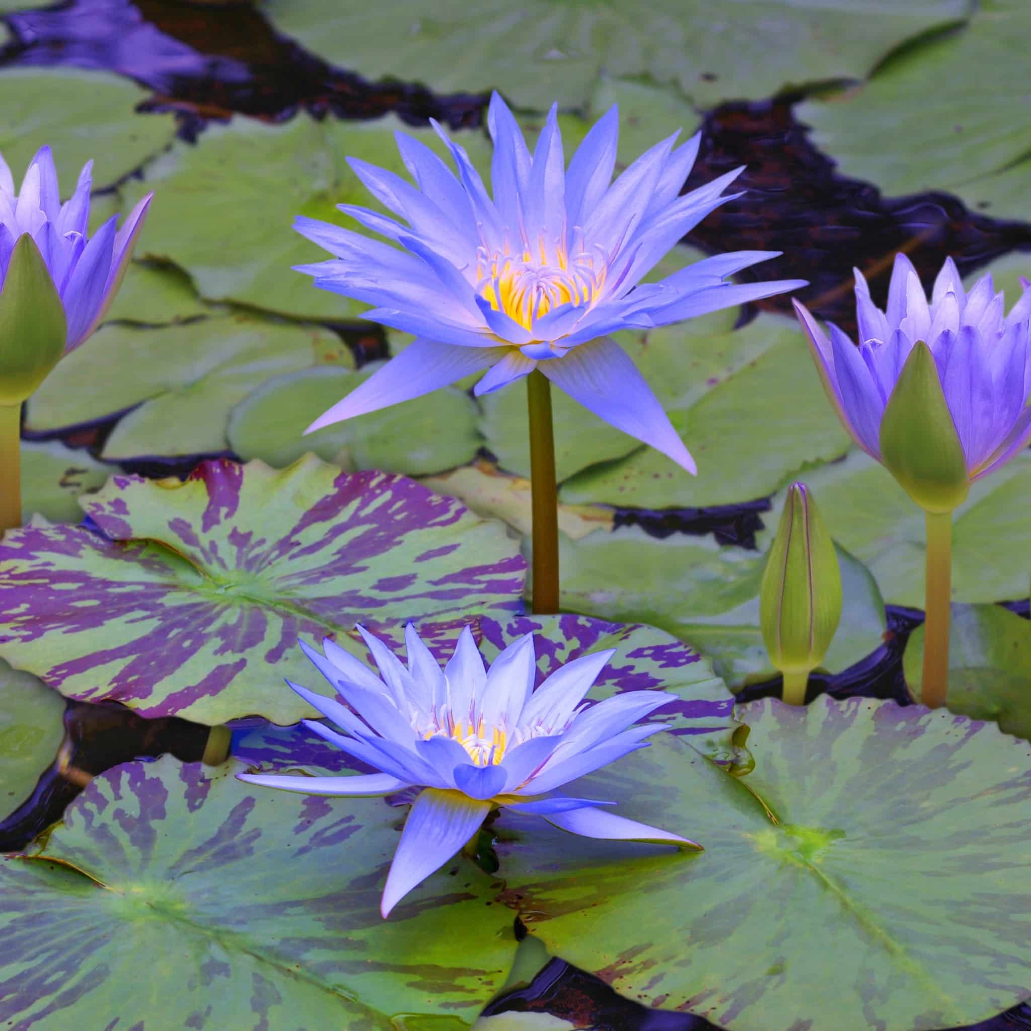 Nymphaea Blue queen vdvelde.com