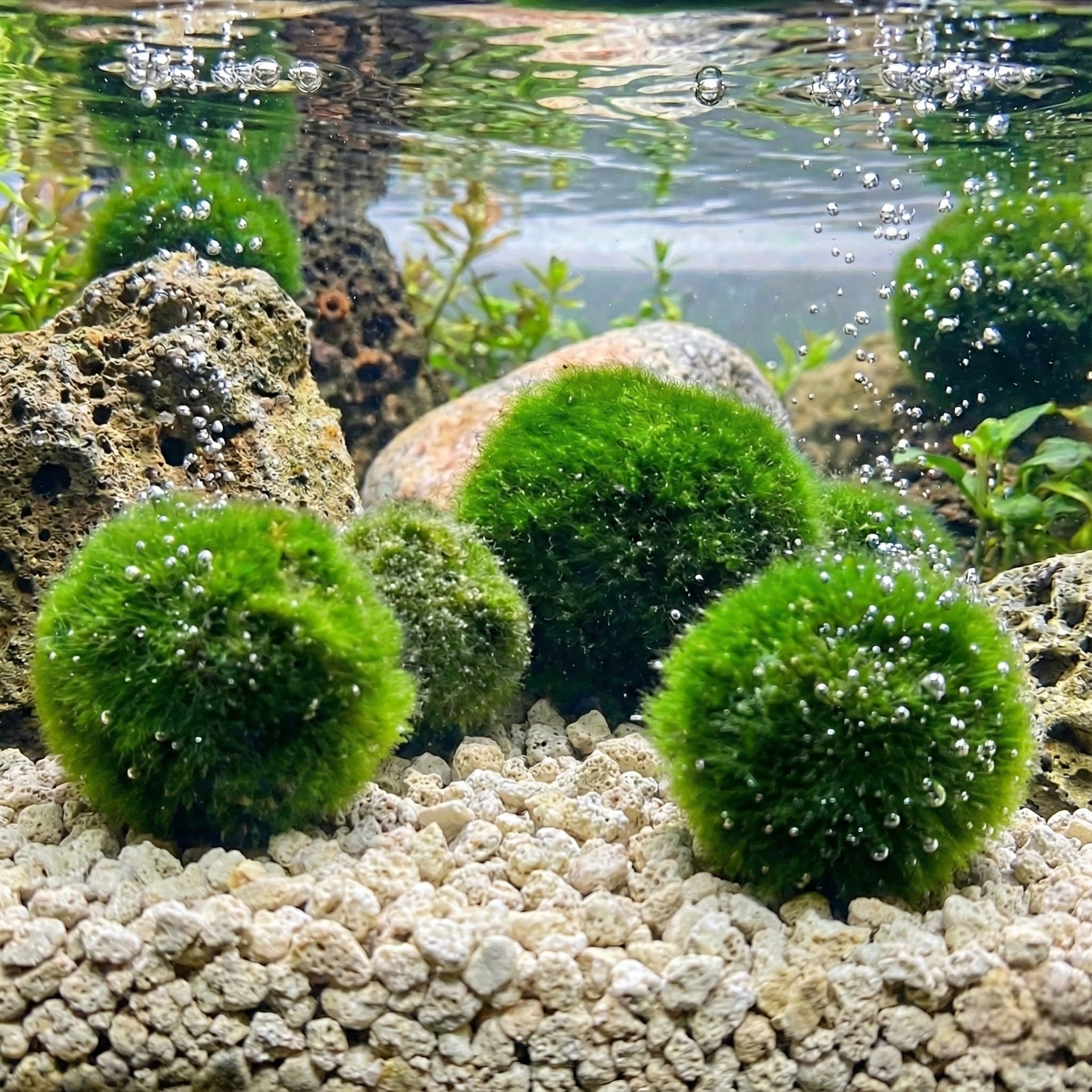 marimo°☆ Marimo vdvelde.com