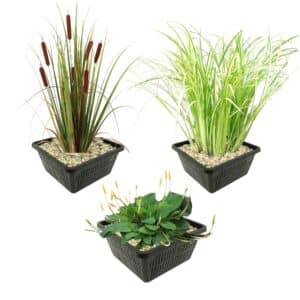 Lot de 3 Plantes riveraines