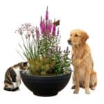 PET POND Buiten Waterbak Drinkbak voor Hond Kat Vogels PET POND Bebedero exterior para perros, gatos y pájaros
