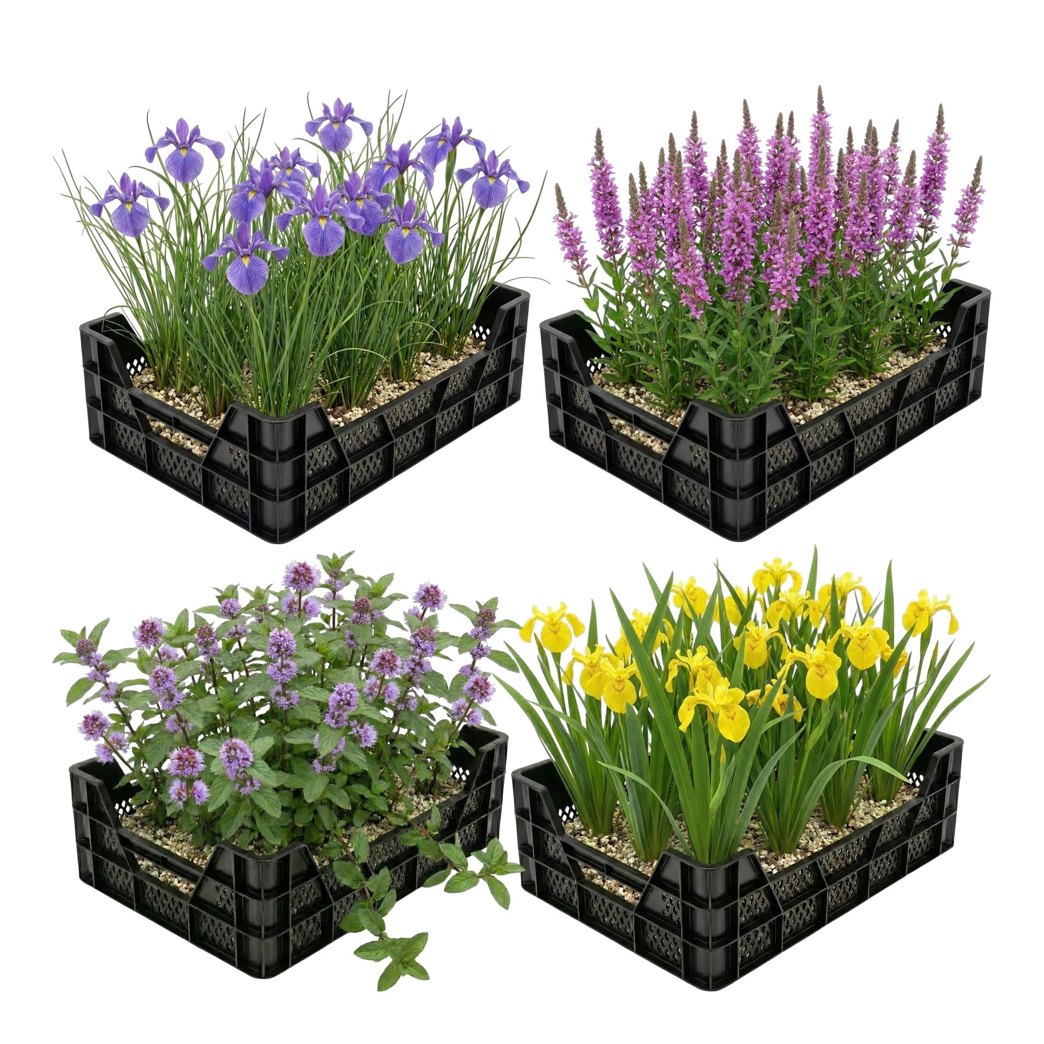 Moerasplanten Vijverkratten 4 stuks Sumpfpflanzen , 4 Stück