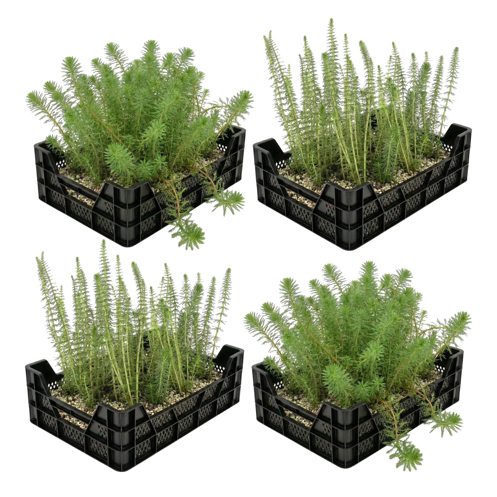 Zuurstofplanten Vijverkratten 4 stuks Sauerstoffpflanzen , 4 Stück