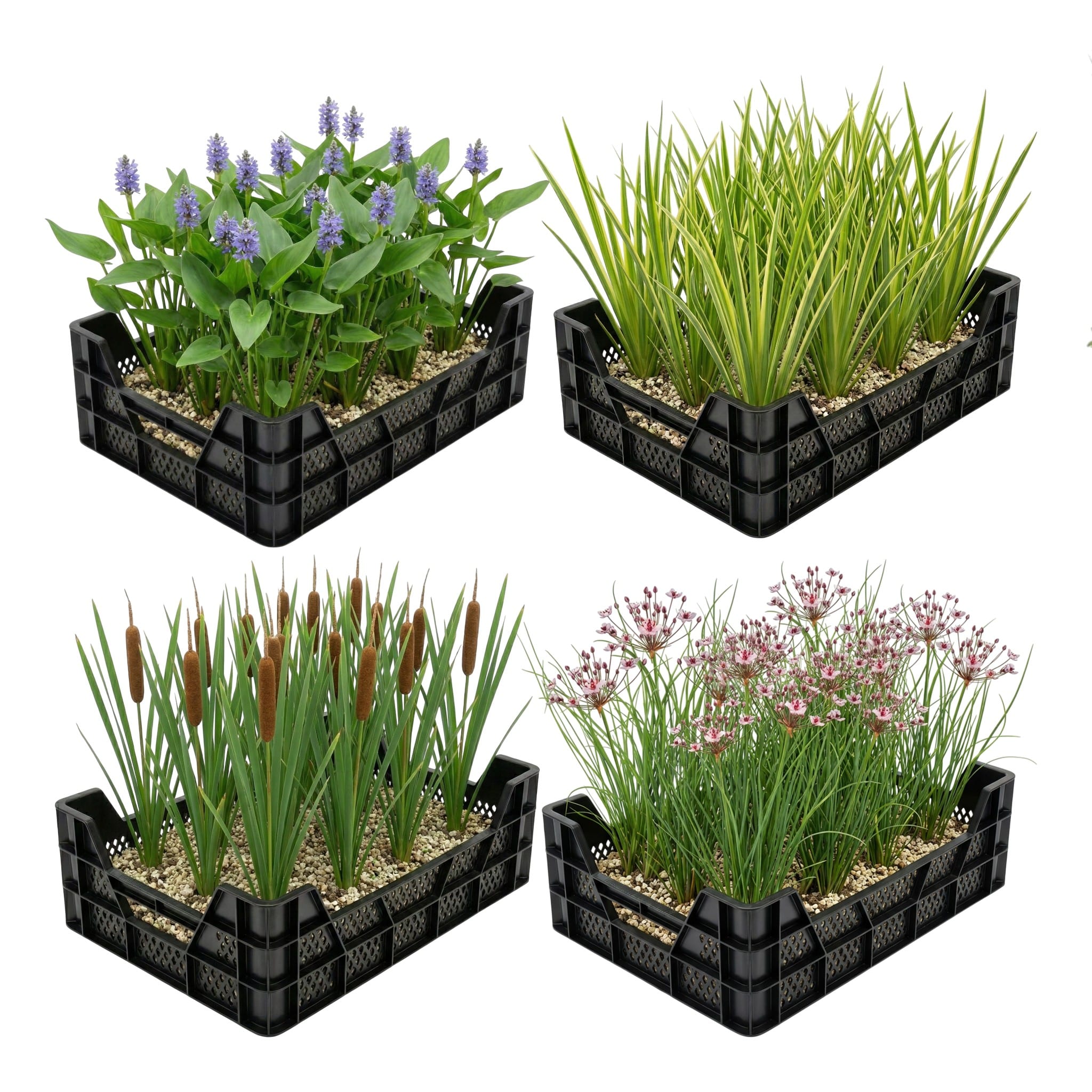 Waterplanten Vijverkratten 4 stuks Wasserpflanzen , 4 Stück