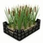 Typha