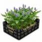 Water Parsley Pond Basket