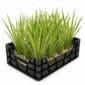 Panier Acorus multicolore »