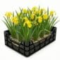 Iris yellow
