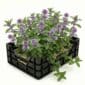 Mentha Vijver