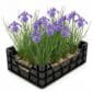 Iris blue