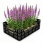 Lythrum
