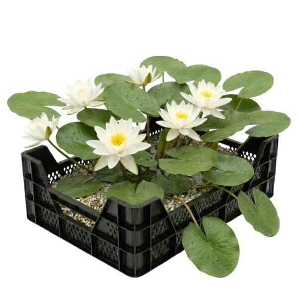 Witte Waterlelie Vijverkrat
