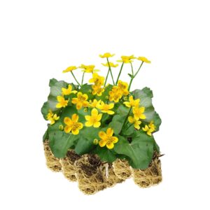 Sumpfdotterblume, 15 Pflanzen