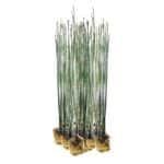 Equisetum plantas