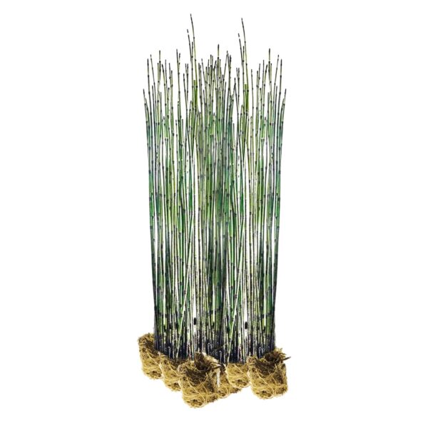 Holpijp 15 planten Equisetum plantas