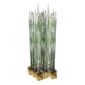 Equisetum plantas
