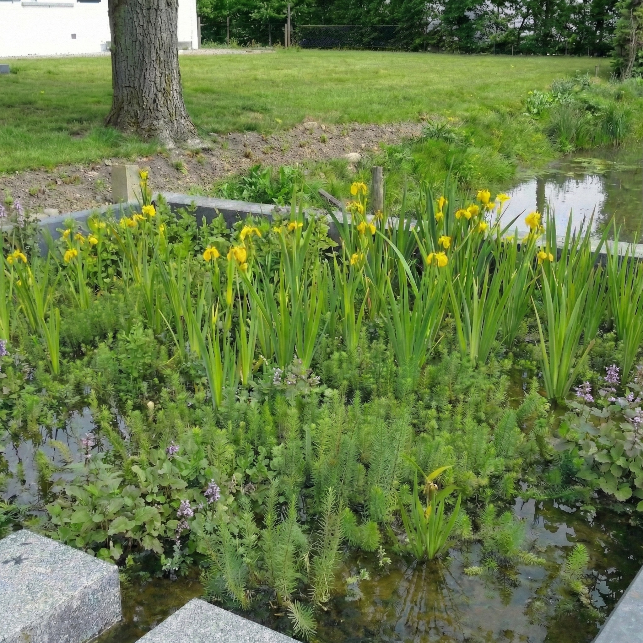 Filterplanten pakket Filterpflanzen